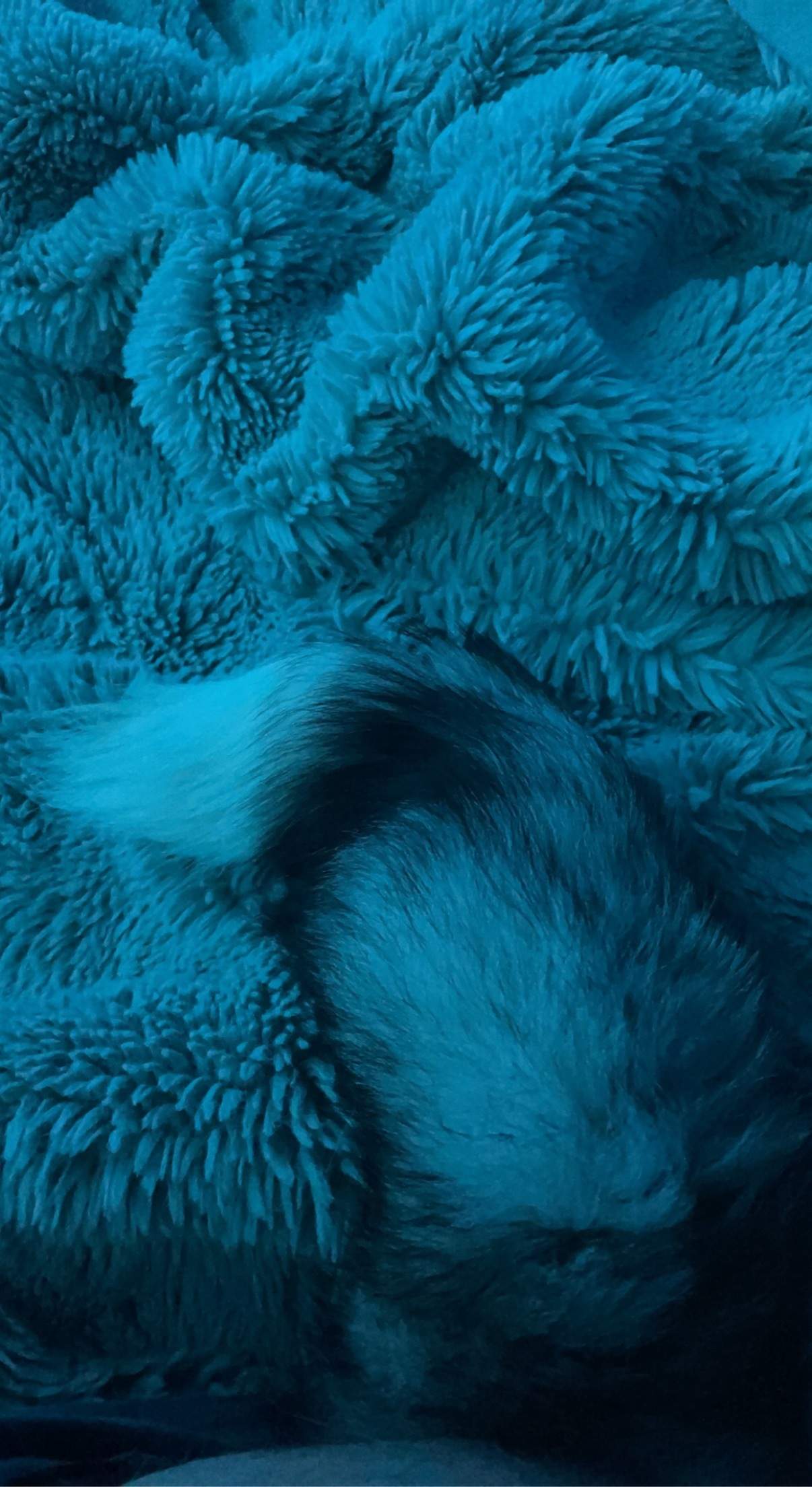 furlover69