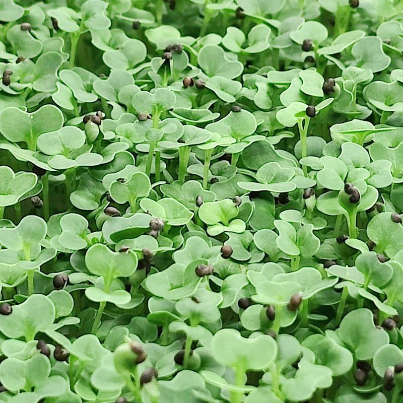 Tatsoi