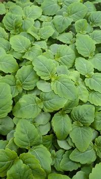 Grønn Shiso