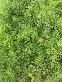 Dill-Urt