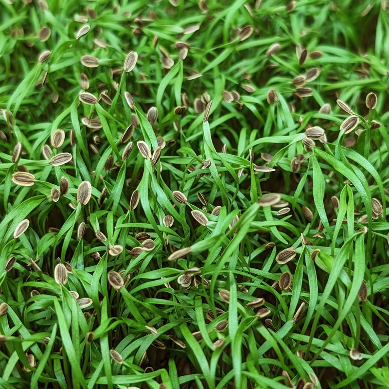 Dill
