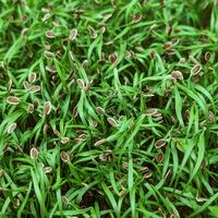 Dill