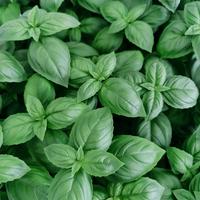 Basilikum, pesto