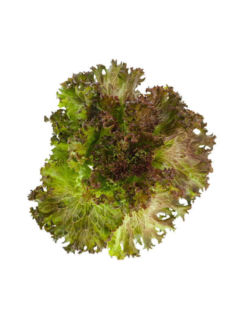 Rød Crispi