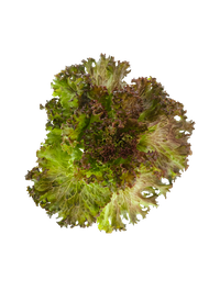 Rød Crispi