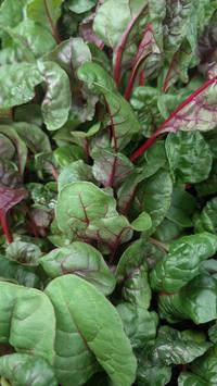Red Rhubarb