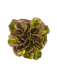 Rød Butterhead