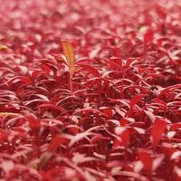 Amaranth