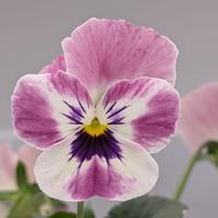 Stemorsblomst