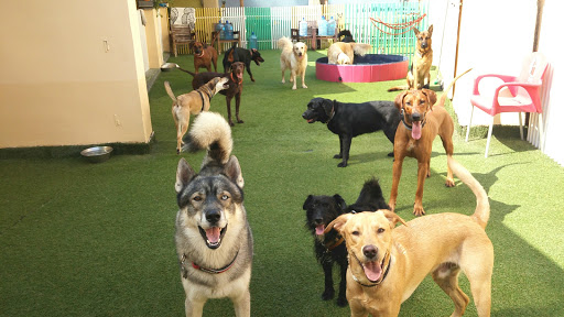 Happy Bau Urban Dog Resort