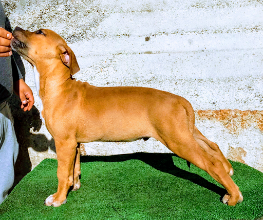 Allevamento American Pitbull terrier ukc (serri’s imperial kennel)