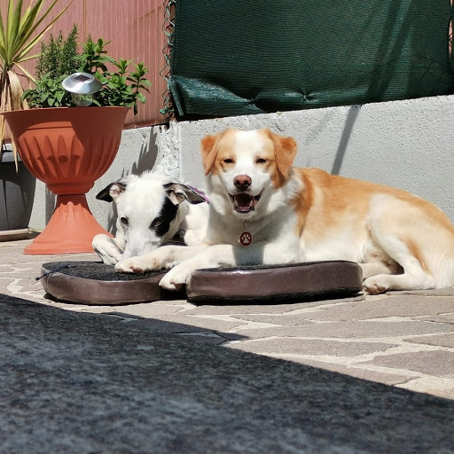 LuDeLuTteRa Dogs & Pets Dogsitter-pensione per cani