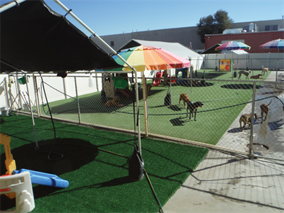 Playful Pooch Dog Daycare and Boarding