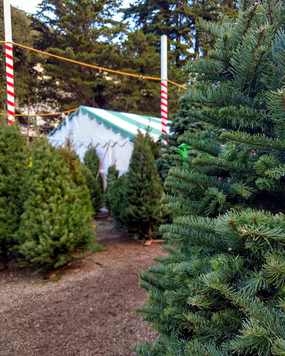 Clancy's Christmas Trees