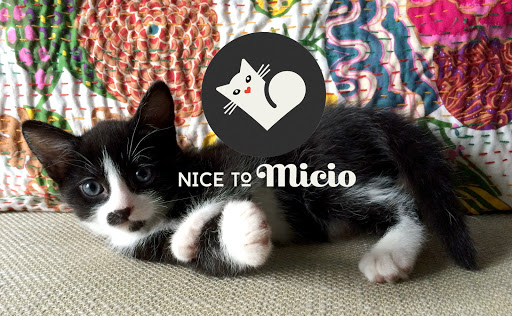 Nice to Micio Cat B&B