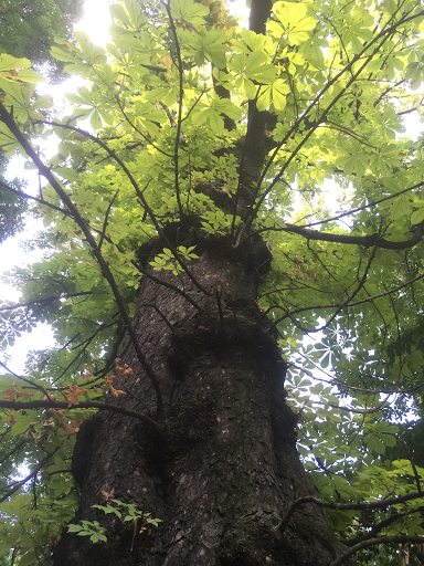 Arboi di Antonio Boi - Treeclimbing