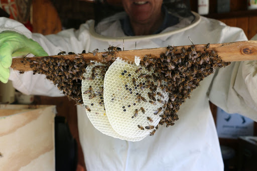 Los rescatadores de abejas +34 665089064