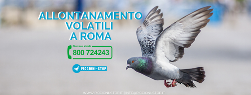 Piccioni-Stop | Allontanamento Volatili Roma