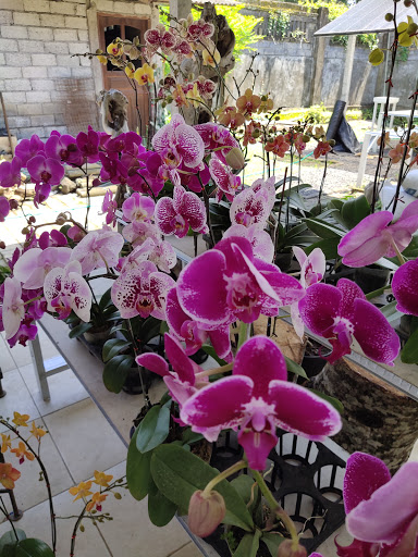 Bulan Bali Orchids