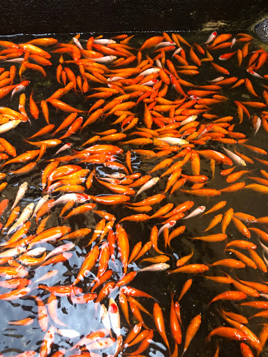 AGRO MINA KOI FISH FARM BALI (Jual & Ternak Ikan Hias)