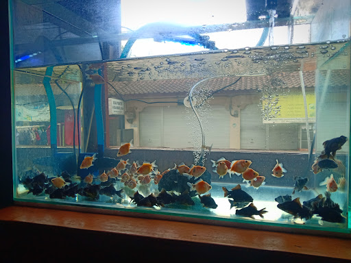Baby Fish Aquarium (BFA)