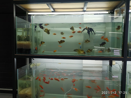 Hoki Aquarium Bali | Toko ikan Hias | Aquarium | Aquascape |Pakan Ikan