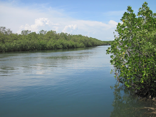 Mangrove Nusantara