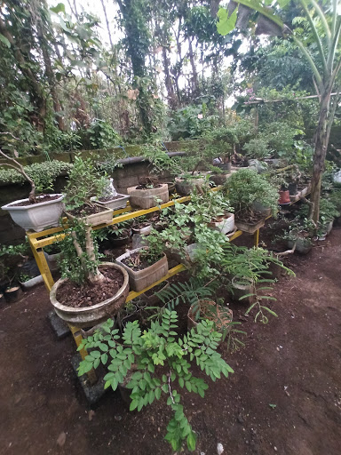 Kebun Bonsai Bongan Asri