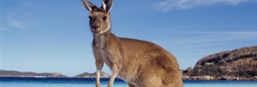 Kangaroo Visa