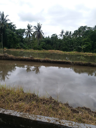 Land for sale in Ubud for Bali Property Investment