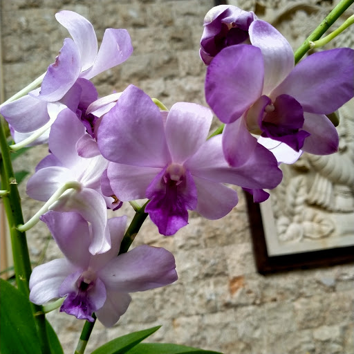 Jati Sari Orchid