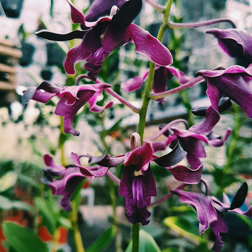 Ananda orchids bali