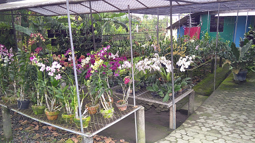Flora Bali Orchid Shop