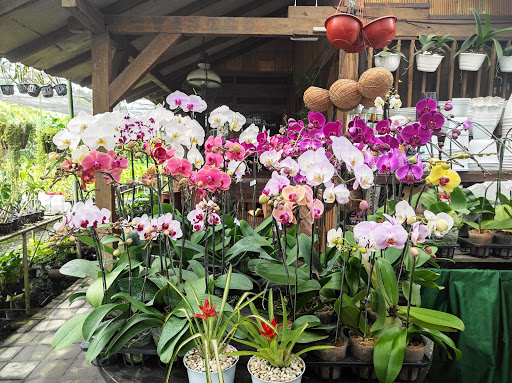 Sanjiwani Orchid