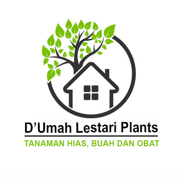 D'Umah Lestari Plants