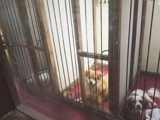 Daddy's Penitipan & Grooming Anjing Bali