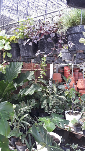 Palm Pot Garden