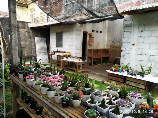 Dagba Renon Bali cactus & plant center
