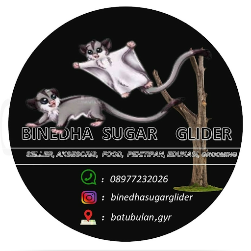 Binedha Sugar Glider