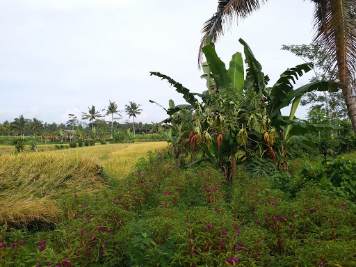 Tabanan Bali Property & Land for sale
