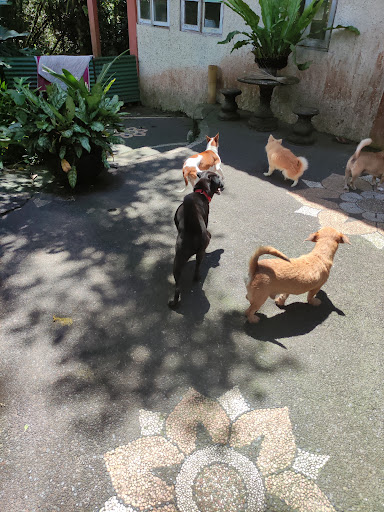 BARC 4 BALI DOGS - Bali Adoption Rehab Centre