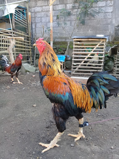 Kandang Ayam Bangkok 🐓 Ojo Adigang Adigung