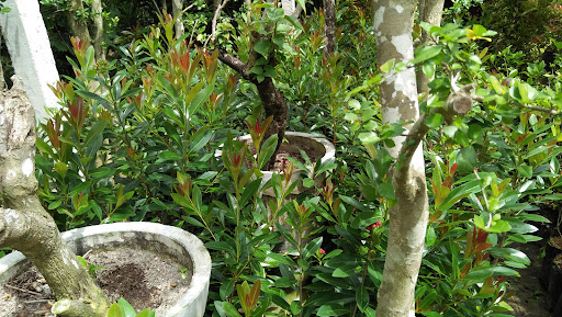 Garden Me 3 Yasa Jaya