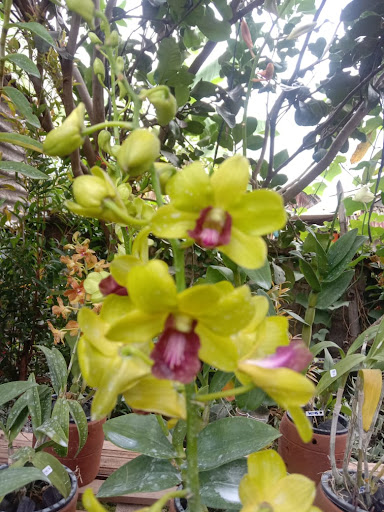Adi Ardika (SKA Orchid)