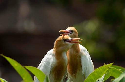 Kokokan, Heron Bird Colony Watch