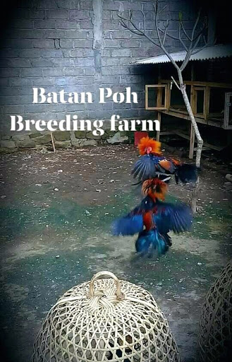 Batan Poh Breeding Farm