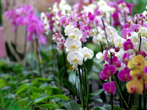 Dwi Orchid (Anggrek & Perlengkapan)
