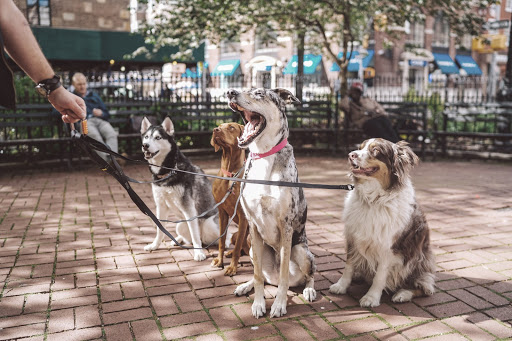 Dog Sitter e pensione per cani
