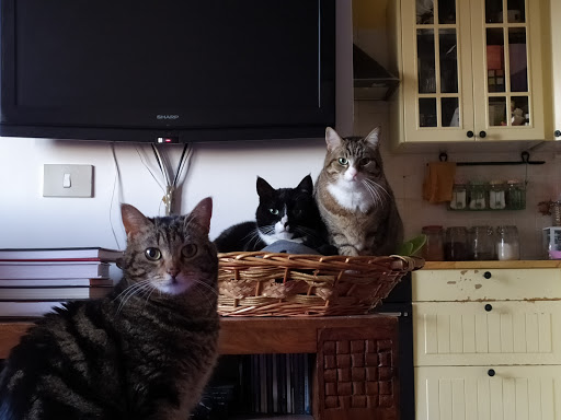 Three imaginary Cats di Claudia Corsini