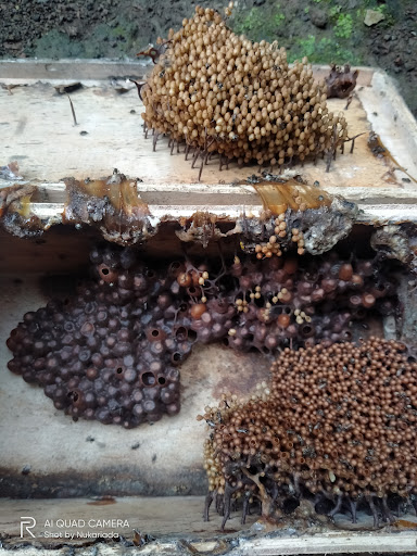 Merta Dana Bee Farm